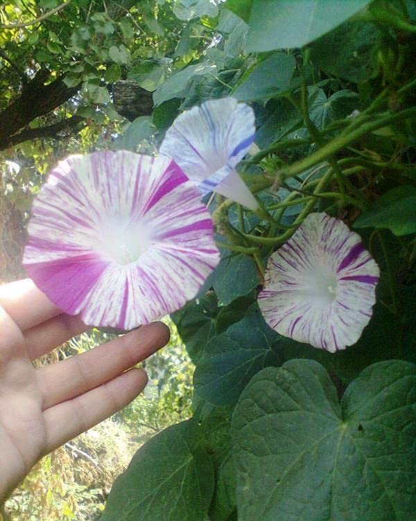 RAISE ME UP: Seeds Morning Glory Harlequin Mix Annual Flowers