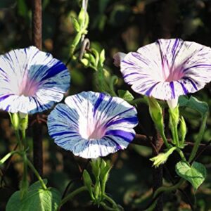 RAISE ME UP: Seeds Morning Glory Harlequin Mix Annual Flowers