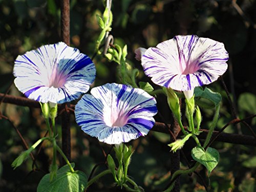 RAISE ME UP: Seeds Morning Glory Harlequin Mix Annual Flowers