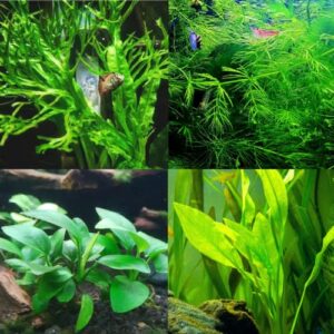 mainam 4 different anubias nana amazon sword java fern windelov hornwort tropical freshwater live aquarium plant decorations 3 days buy2get1free
