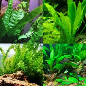 mainam 3 different elodea densa amazon sword java fern tropical freshwater live aquarium plant decorations 3 days buy2get1free