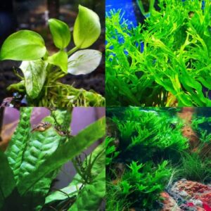 mainam 3 different anubias nana java fern windelov tropical freshwater live aquarium plant decorations 3 days buy2get1free