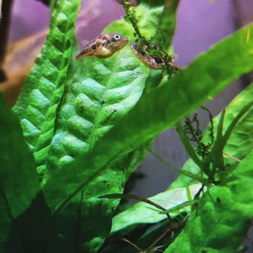 Mainam 3 Different Anubias Nana Java Fern Windelov Tropical Freshwater Live Aquarium Plant Decorations 3 Days BUY2GET1FREE