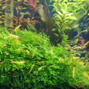 Mainam 3 Different Alternanthera Lilacina Java Moss Hornwort Tropical Freshwater Live Aquarium Plant Decorations 3 Days BUY2GET1FREE