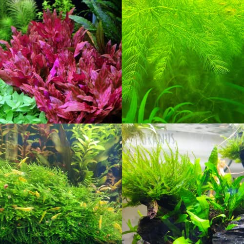 Mainam 3 Different Alternanthera Lilacina Java Moss Hornwort Tropical Freshwater Live Aquarium Plant Decorations 3 Days BUY2GET1FREE