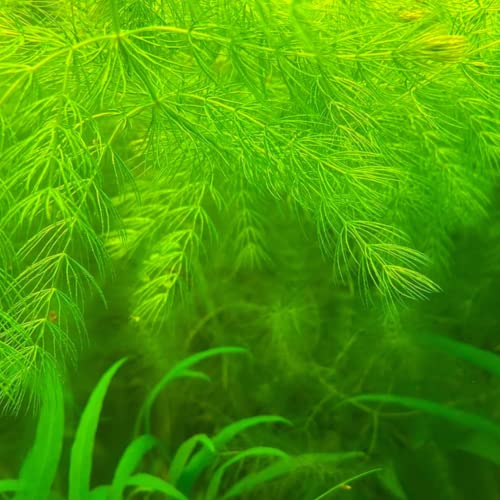 Mainam 3 Different Alternanthera Lilacina Java Moss Hornwort Tropical Freshwater Live Aquarium Plant Decorations 3 Days BUY2GET1FREE