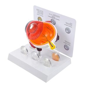 suzla human eye anatomical model, anatomically accurate eye model human eyeball model with 7 removable parts for learning, teaching or display for anyone