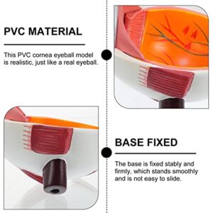 SUZLA Human Eye Anatomical Model, Anatomically Accurate Eye Model Human Eyeball Model with 7 Removable Parts for Learning, Teaching or Display for Anyone