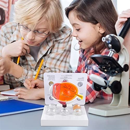 SUZLA Human Eye Anatomical Model, Anatomically Accurate Eye Model Human Eyeball Model with 7 Removable Parts for Learning, Teaching or Display for Anyone