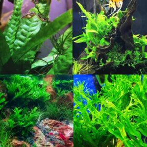 mainam 2 different java fern windelov java fern tropical freshwater live aquarium plant decorations 3 days buy2get1free