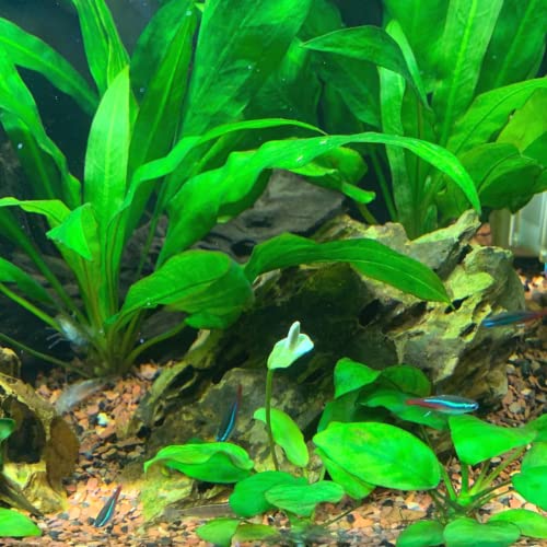 Mainam 2 Different Anubias Nana Amazon Sword Tropical Freshwater Live Aquarium Plant Decorations 3 Days BUY2GET1FREE