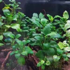 Mainam 2 Different Anubias Nana Amazon Sword Tropical Freshwater Live Aquarium Plant Decorations 3 Days BUY2GET1FREE