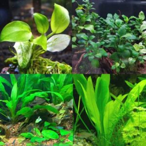mainam 2 different anubias nana amazon sword tropical freshwater live aquarium plant decorations 3 days buy2get1free