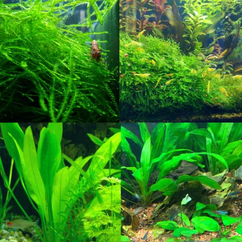 Mainam 2 Different Amazon Sword Java Moss Tropical Freshwater Live Aquarium Plant Decorations 3 Days BUY2GET1FREE