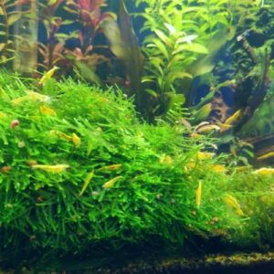 Mainam 2 Different Amazon Sword Java Moss Tropical Freshwater Live Aquarium Plant Decorations 3 Days BUY2GET1FREE