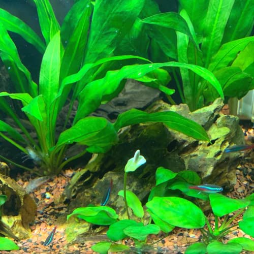 Mainam 2 Different Amazon Sword Java Moss Tropical Freshwater Live Aquarium Plant Decorations 3 Days BUY2GET1FREE