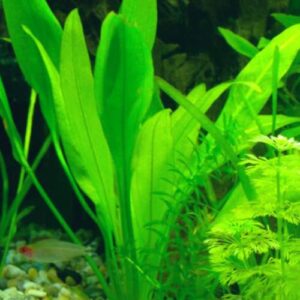 Mainam 2 Different Amazon Sword Java Moss Tropical Freshwater Live Aquarium Plant Decorations 3 Days BUY2GET1FREE