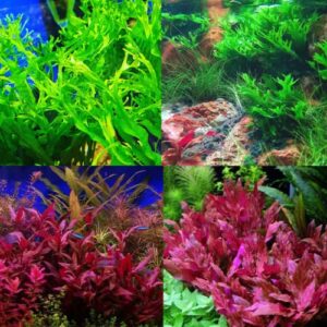 mainam 2 different alternanthera lilacina java fern windelov tropical freshwater live aquarium plant decorations 3 days buy2get1free