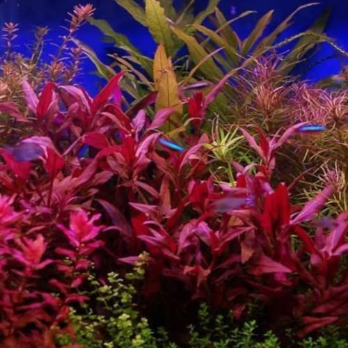 Mainam 2 Different Alternanthera Lilacina Java Fern Windelov Tropical Freshwater Live Aquarium Plant Decorations 3 Days BUY2GET1FREE