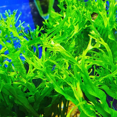 Mainam 2 Different Alternanthera Lilacina Java Fern Windelov Tropical Freshwater Live Aquarium Plant Decorations 3 Days BUY2GET1FREE