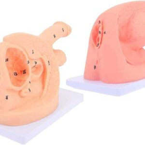 HGYYIO Urinary Catheterization Model Internal External Genital Anatomy Model and Urinary Catheter Mold Male Female Catheter Anatomy Teach Set,for Clinical Teaching Practica