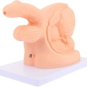 HGYYIO Urinary Catheterization Model Internal External Genital Anatomy Model and Urinary Catheter Mold Male Female Catheter Anatomy Teach Set,for Clinical Teaching Practica