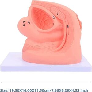 HGYYIO Urinary Catheterization Model Internal External Genital Anatomy Model and Urinary Catheter Mold Male Female Catheter Anatomy Teach Set,for Clinical Teaching Practica