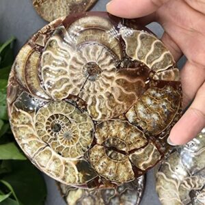natural ammonite disc fossil conch nautilus specimen healing decoration gift coaster art disc quartz crystal cup mat stone 1pc