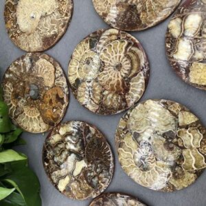 Natural Ammonite Disc Fossil Conch Nautilus Specimen Healing Decoration Gift Coaster Art Disc Quartz Crystal Cup Mat Stone 1PC