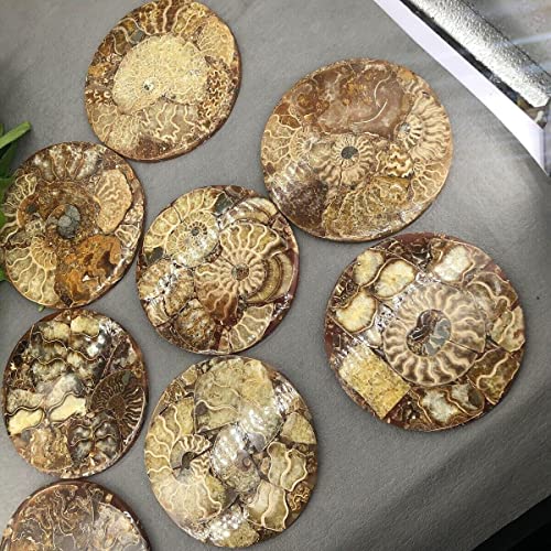 Natural Ammonite Disc Fossil Conch Nautilus Specimen Healing Decoration Gift Coaster Art Disc Quartz Crystal Cup Mat Stone 1PC