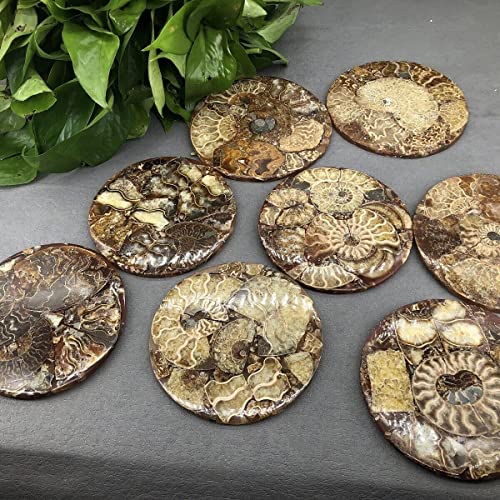 Natural Ammonite Disc Fossil Conch Nautilus Specimen Healing Decoration Gift Coaster Art Disc Quartz Crystal Cup Mat Stone 1PC