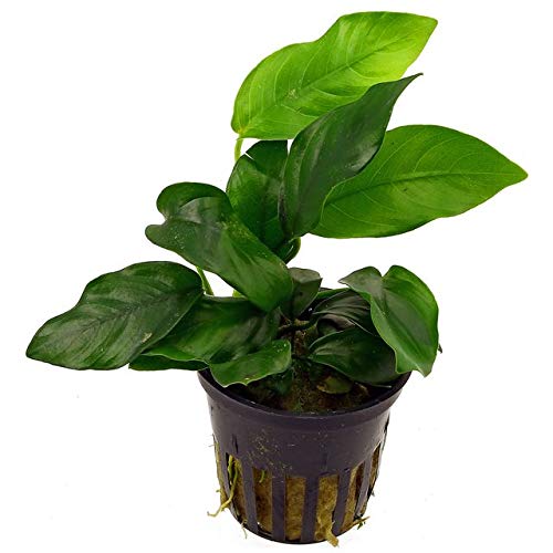 Potted Anubias Plants | Live Freshwater Aquatic Plants for Aquariums and Terrariums - Low Light, Low Maintenance Plants. (Potted Anubias VAR Nana)