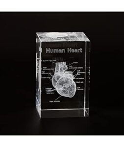 ultrassist 3d human heart crystal model, laser etched anatomical model for home and office decoration, cardiology gifts