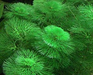 Marcus Fish Tanks - 3X Green Cabomba Caroliniana Live Aquarium Plants for Aquatic Freshwater Fish Tank