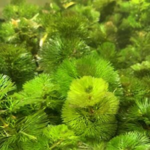 Marcus Fish Tanks - 3X Green Cabomba Caroliniana Live Aquarium Plants for Aquatic Freshwater Fish Tank