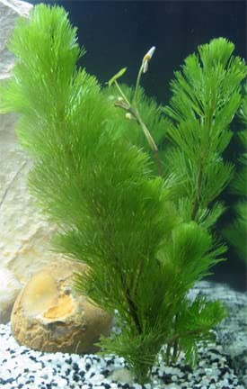 Marcus Fish Tanks - 3X Green Cabomba Caroliniana Live Aquarium Plants for Aquatic Freshwater Fish Tank