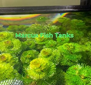 Marcus Fish Tanks - 3X Green Cabomba Caroliniana Live Aquarium Plants for Aquatic Freshwater Fish Tank