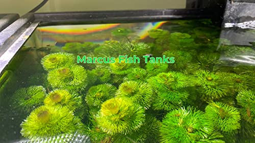 Marcus Fish Tanks - 3X Green Cabomba Caroliniana Live Aquarium Plants for Aquatic Freshwater Fish Tank