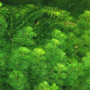 Marcus Fish Tanks - 3X Green Cabomba Caroliniana Live Aquarium Plants for Aquatic Freshwater Fish Tank