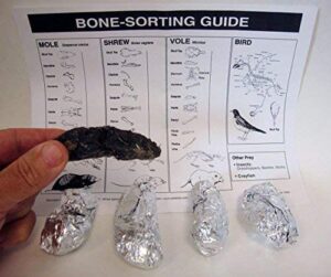 mountain home biological, inc. jumbo owl pellets, pack of 5, with bone sorting sheet