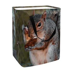 cute squirrel print collapsible laundry hamper, 60l waterproof laundry baskets washing bin clothes toys storage for dorm bathroom bedroom