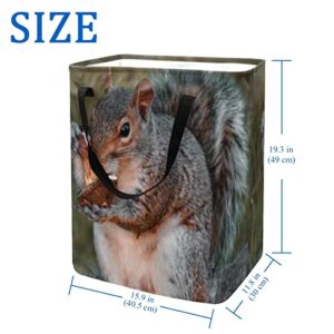 Cute Squirrel Print Collapsible Laundry Hamper, 60L Waterproof Laundry Baskets Washing Bin Clothes Toys Storage for Dorm Bathroom Bedroom