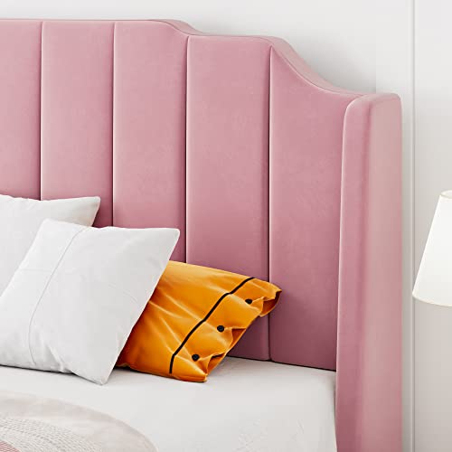 HOOMIC Queen Size Upholstered Platform Bed with Curved Velvet Wingback Headboard and Footboard,Solid Wood, No Box Spring Needed, Easy Assembly, Pink