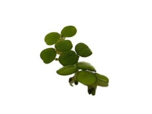 24 water spangles (salvinia minima), live aquarium/aquatic/floating/pond/beginner plant no snail by tmd fishkeeping