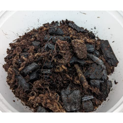 DBDPet Live Springtail Cultures - Great for Terrariums, Vivariums, and More - Microfauna for Bioactive Reptile & Amphibian Cages (Soil Culture)