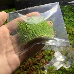 Marcus Fish Tanks - 3X Dwarf Hair Grass Eleocharis Parvula Live Aquarium Plants Carpeting Plant for Aquatic Freshwater Fish Tank