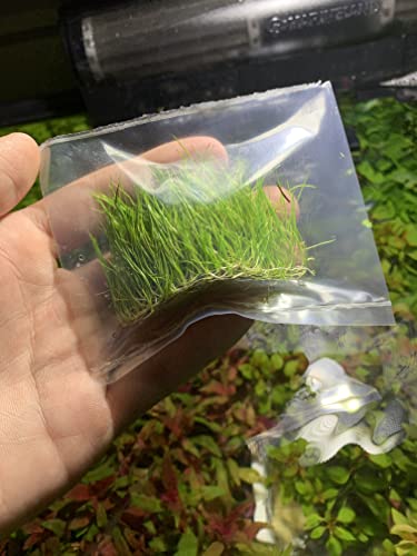 Marcus Fish Tanks - 3X Dwarf Hair Grass Eleocharis Parvula Live Aquarium Plants Carpeting Plant for Aquatic Freshwater Fish Tank