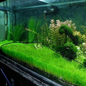 Marcus Fish Tanks - 3X Dwarf Hair Grass Eleocharis Parvula Live Aquarium Plants Carpeting Plant for Aquatic Freshwater Fish Tank