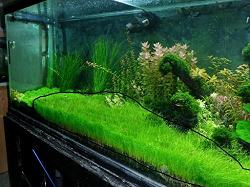 Marcus Fish Tanks - 3X Dwarf Hair Grass Eleocharis Parvula Live Aquarium Plants Carpeting Plant for Aquatic Freshwater Fish Tank