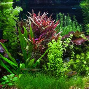 Marcus Fish Tanks - 3X Dwarf Hair Grass Eleocharis Parvula Live Aquarium Plants Carpeting Plant for Aquatic Freshwater Fish Tank